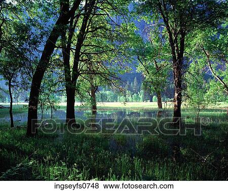 Yosemite National Park California View Large Photo Image Stock Photo - Yosemite National Park California. Fotosearch