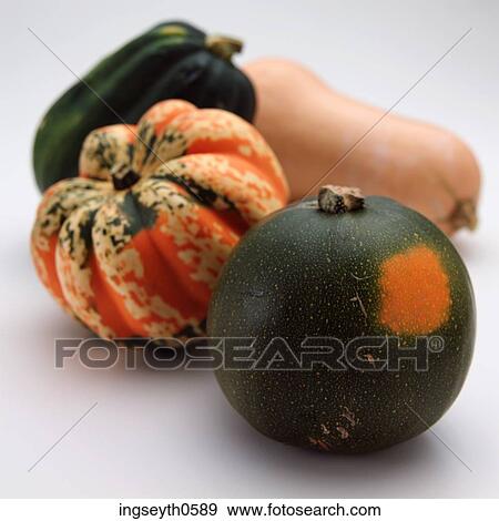 القرع قرع البلوط جوهرة تكدس المهرج تكدس الفاكهة الغريبة الأسعار ألبوم الصور Ingseyth0589 Fotosearch