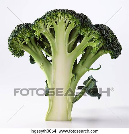 brocoli, brocoli floret, raw, raw brocoli, vegetable, greens, veg View Large Photo Image Picture - brocoli, brocoli floret, raw, raw brocoli, vegetable, greens, veg. Fotosearch