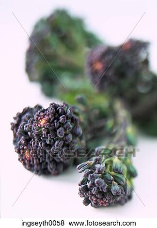 brocoli, brocoli floret, raw, raw brocoli, vegetable, greens, veg View Large Photo Image Stock Photo - brocoli, brocoli floret, raw, raw brocoli, vegetable, greens, veg. Fotosearch