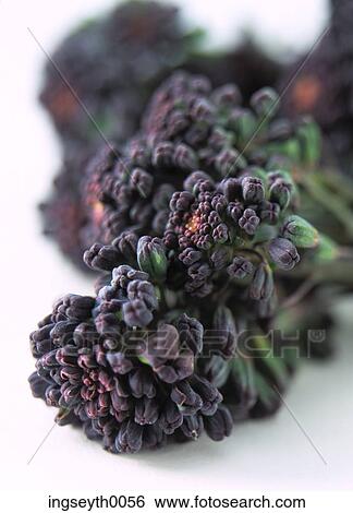 brocoli, brocoli floret, raw, raw brocoli, vegetable, greens, veg View Large Photo Image Stock Photograph - brocoli, brocoli floret, raw, raw brocoli, vegetable, greens, veg. Fotosearch