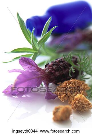 chamomile, chamomile tea, herbal, lavender, drink, liquid View Large Photo Image Picture - chamomile, chamomile tea, herbal, lavender, drink, liquid. Fotosearch