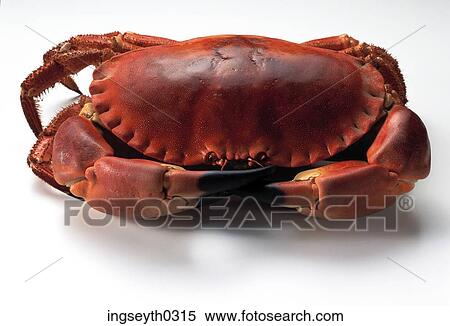 crab, fresh, boiled, brown, seafood, shellfish View Large Photo Image Stock Photography - crab, fresh, boiled, brown, seafood, shellfish. Fotosearch