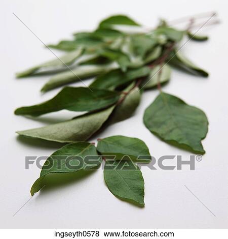 Curry Leaves, Curry, Leaves, spices, flavouring, flavour View Large Photo Image Stock Photo - Curry Leaves, Curry, Leaves, spices, flavouring, flavour. Fotosearch