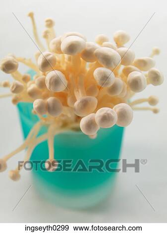Stock Photo - enoki mushrooms, enoki, mushrooms, mushroom, food, diet, nutritian. Fotosearch