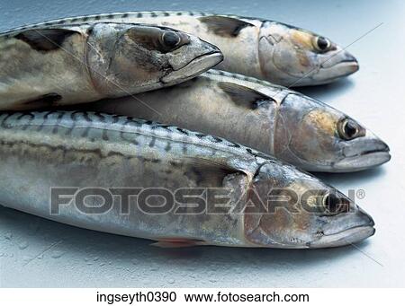 fish, mackrel, herring, raw, plate of fish, five fish, whole fish View Large Photo Image Stock Image - fish, mackrel, herring, raw, plate of fish, five fish, whole fish. Fotosearch