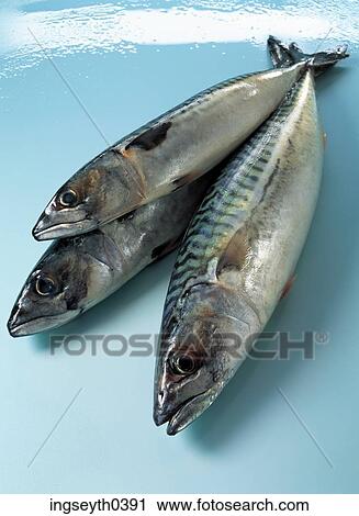 Stock Image - fish, mackrel, herring, raw, plate of fish, five fish, whole fish. Fotosearch