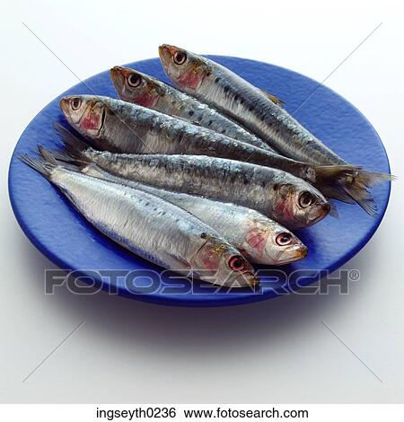 fish, mackrel, herring, raw, plate of fish, five fish, whole fish View Large Photo Image Stock Photograph - fish, mackrel, herring, raw, plate of fish, five fish, whole fish. Fotosearch