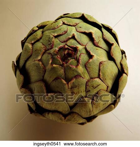 food, green, exotic vegetable, vegetable, artichoke, diet, Artichokes View Large Photo Image Stock Image - food, green, exotic vegetable, vegetable, artichoke, diet, Artichokes. Fotosearch