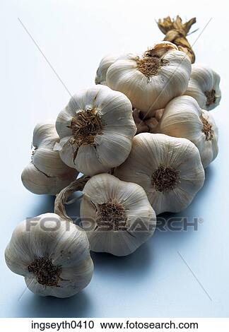 Stock Image - garlic, bulb, green shoots, spring, spice, vegetable, string. Fotosearch