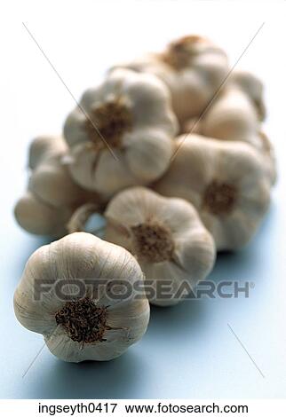 garlic, bulb, green shoots, spring, spice, vegetable, string View Large Photo Image Stock Photo - garlic, bulb, green shoots, spring, spice, vegetable, string. Fotosearch