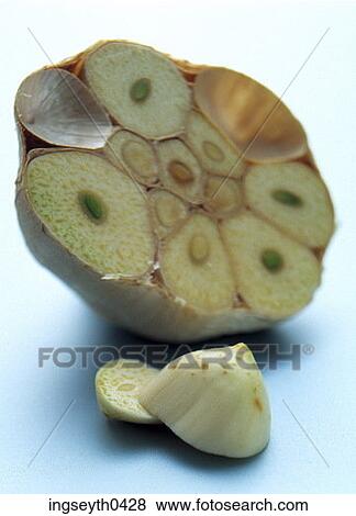 garlic, bulb, green shoots, spring, spice, vegetable, string View Large Photo Image Stock Photo - garlic, bulb, green shoots, spring, spice, vegetable, string. Fotosearch