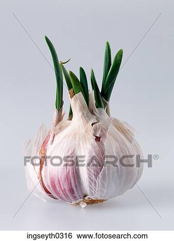 garlic, bulb, green shoots, spring, spice, vegetable View Large Photo Image Stock Photograph - garlic, bulb, green shoots, spring, spice, vegetable. Fotosearch