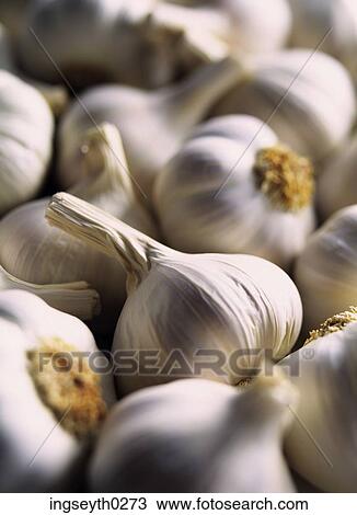 garlic, fresh, bulb, cloves, cloves View Large Photo Image Stock Image - garlic, fresh, bulb, cloves, cloves. Fotosearch