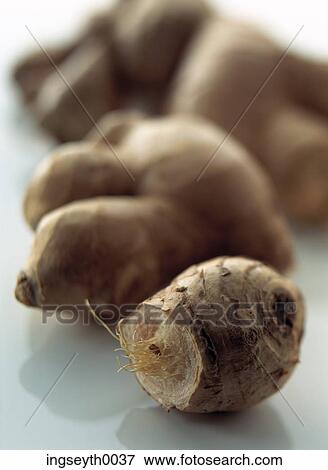ginger, roots, spices, ginger roots, spice, food, diet View Large Photo Image Stock Photo - ginger, roots, spices, ginger roots, spice, food, diet. Fotosearch
