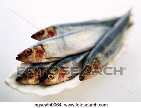 herrings, herring, fish, raw fish, five, close up, oily View Large Photo Image Picture - herrings, herring, fish, raw fish, five, close up, oily. Fotosearch