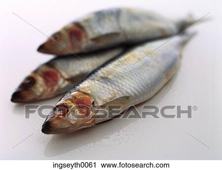 Stock Image - herrings, herring, fish, raw fish, three, close up, oily. Fotosearch