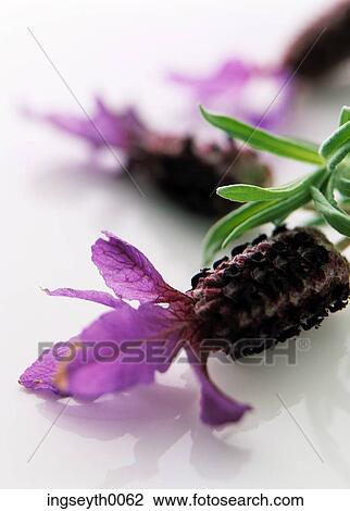 lavender, close up, flower, perfume, scent, purple, food View Large Photo Image Stock Image - lavender, close up, flower, perfume, scent, purple, food. Fotosearch