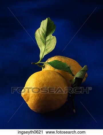 Lemon, Lemons, citrus, fruit, citrus fruit, yellow, food View Large Photo Image Stock Image - Lemon, Lemons, citrus, fruit, citrus fruit, yellow, food. Fotosearch