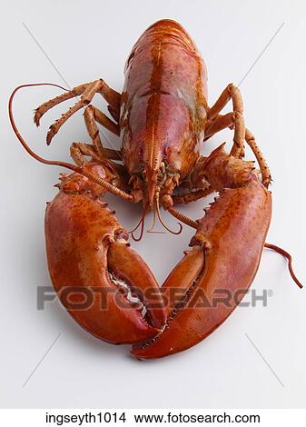 Lobster View Large Photo Image Picture - Lobster. Fotosearch