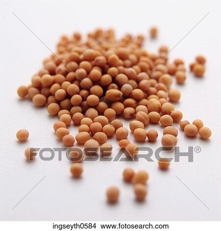 Picture - Mustard Seeds, spicy, flavour, flavor, flavouring, Mustard. Fotosearch