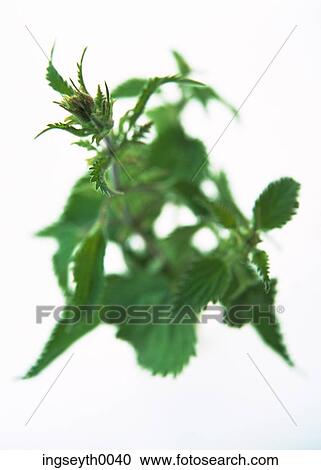 nettle, nettles, herb, herbal, herbs, organic, food View Large Photo Image Stock Image - nettle, nettles, herb, herbal, herbs, organic, food. Fotosearch