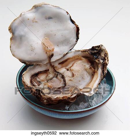 Oyster, pearl, raw, sea food, luxury, aphrodisiac, Oysters View Large Photo Image Stock Image - Oyster, pearl, raw, sea food, luxury, aphrodisiac, Oysters. Fotosearch
