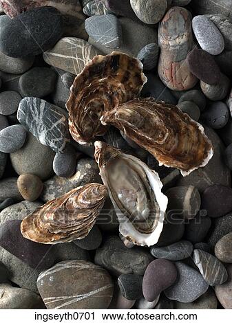 Oyster, pearl, raw, sea food, luxury, aphrodisiac, Oysters View Large Photo Image Stock Image - Oyster, pearl, raw, sea food, luxury, aphrodisiac, Oysters. Fotosearch