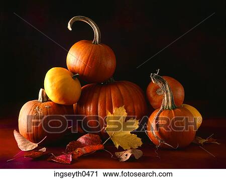Pumpkins, Pumpkins, pumpkin, halloween, halloween night, food, diet View Large Photo Image Stock Image - Pumpkins, Pumpkins, pumpkin, halloween, halloween night, food, diet. Fotosearch