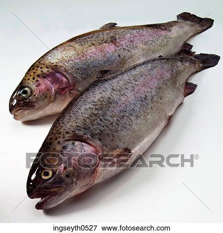 Stock Photo - Rainbow Troutfish, twotwo fish, two trout, sea, fresh water, Rainbow, food. Fotosearch