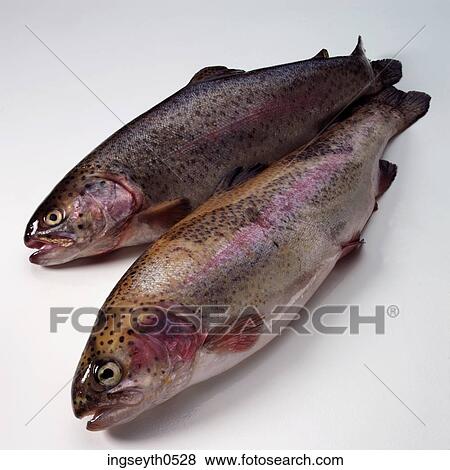 Rainbow Troutfish, twotwo fish, two trout, sea, fresh water, Rainbow, food View Large Photo Image Stock Photo - Rainbow Troutfish, twotwo fish, two trout, sea, fresh water, Rainbow, food. Fotosearch