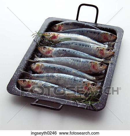 raw fish, mackrel, herring, grill pan, barbecue, food, diet View Large Photo Image Stock Photograph - raw fish, mackrel, herring, grill pan, barbecue, food, diet. Fotosearch