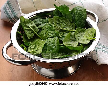 Spinach, spinach leaf, spinach leaves, vegetables, uncooked spinach, fresh Spinach, food View Large Photo Image Stock Image - Spinach, spinach leaf, spinach leaves, vegetables, uncooked spinach, fresh Spinach, food. Fotosearch