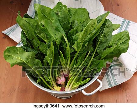 Stock Image - Spinach, spinach leaf, spinach leaves, vegetables, uncooked spinach, fresh Spinach, food. Fotosearch