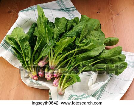 Spinach, spinach leaf, spinach leaves, vegetables, uncooked spinach, fresh Spinach, food View Large Photo Image Stock Image - Spinach, spinach leaf, spinach leaves, vegetables, uncooked spinach, fresh Spinach, food. Fotosearch