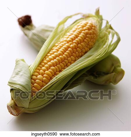 Sweetcorn, corn on the cob, corn, maze, yellow, vegetable, raw View Large Photo Image Stock Image - Sweetcorn, corn on the cob, corn, maze, yellow, vegetable, raw. Fotosearch