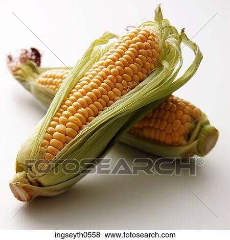Sweetcorn, corn on the cob, corn, maze, yellow, vegetable, raw View Large Photo Image Stock Photo - Sweetcorn, corn on the cob, corn, maze, yellow, vegetable, raw. Fotosearch