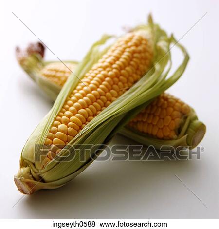 Sweetcorn, corn on the cob, corn, maze, yellow, vegetable, raw View Large Photo Image Stock Photo - Sweetcorn, corn on the cob, corn, maze, yellow, vegetable, raw. Fotosearch