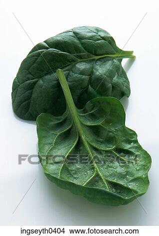 vegetable, green, bok choi, brussel sprout, cabbage, leaves, greens View Large Photo Image Picture - vegetable, green, bok choi, brussel sprout, cabbage, leaves, greens. Fotosearch