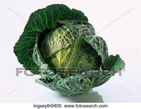 vegetable, green, bok choi, brussel sprout, cabbage, leaves, greens View Large Photo Image Stock Photography - vegetable, green, bok choi, brussel sprout, cabbage, leaves, greens. Fotosearch