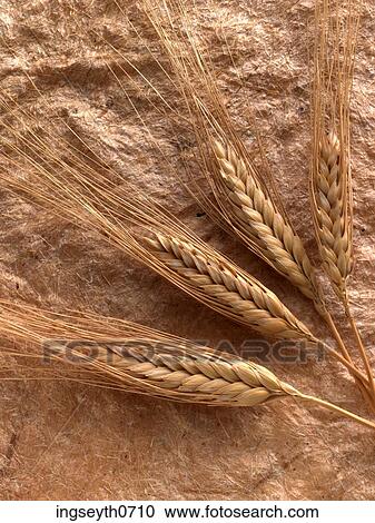 wheat, flour, harvest, food, diet, nutritian, eat View Large Photo Image Stock Image - wheat, flour, harvest, food, diet, nutritian, eat. Fotosearch