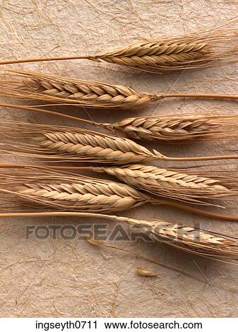 wheat, flour, harvest, food, diet, nutritian, eat View Large Photo Image Stock Image - wheat, flour, harvest, food, diet, nutritian, eat. Fotosearch