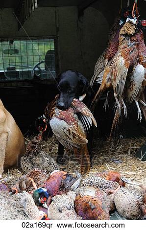 A black labrador holding a dead pheasant View Large Photo Image Stock Photography - A black labrador holding a dead pheasant. Fotosearch