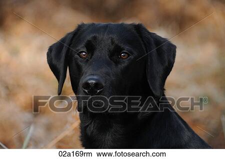 A black labrador View Large Photo Image Picture - A black labrador. Fotosearch