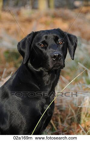 A black labrador View Large Photo Image Picture - A black labrador. Fotosearch
