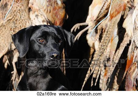 A black labrador sitting infront of dead pheasants View Large Photo Image Stock Image - A black labrador sitting infront of dead pheasants. Fotosearch