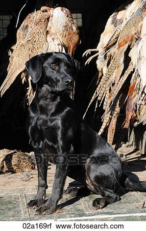 A black labrador sitting infront of dead pheasants View Large Photo Image Stock Image - A black labrador sitting infront of dead pheasants. Fotosearch