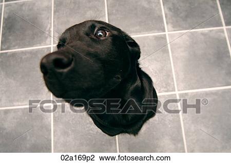 Stock Image - A black labrador. Fotosearch