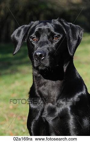 A black labrador View Large Photo Image Stock Image - A black labrador. Fotosearch