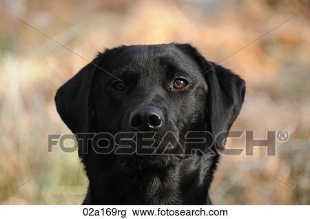 A black labrador View Large Photo Image Stock Image - A black labrador. Fotosearch